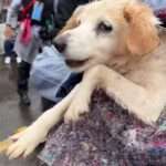 Rescued Flood Pup Hugs Vet’s Leg