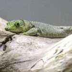 Swiss Zoo Welcomes Two Protected Gecko Species To Mark International Day For…