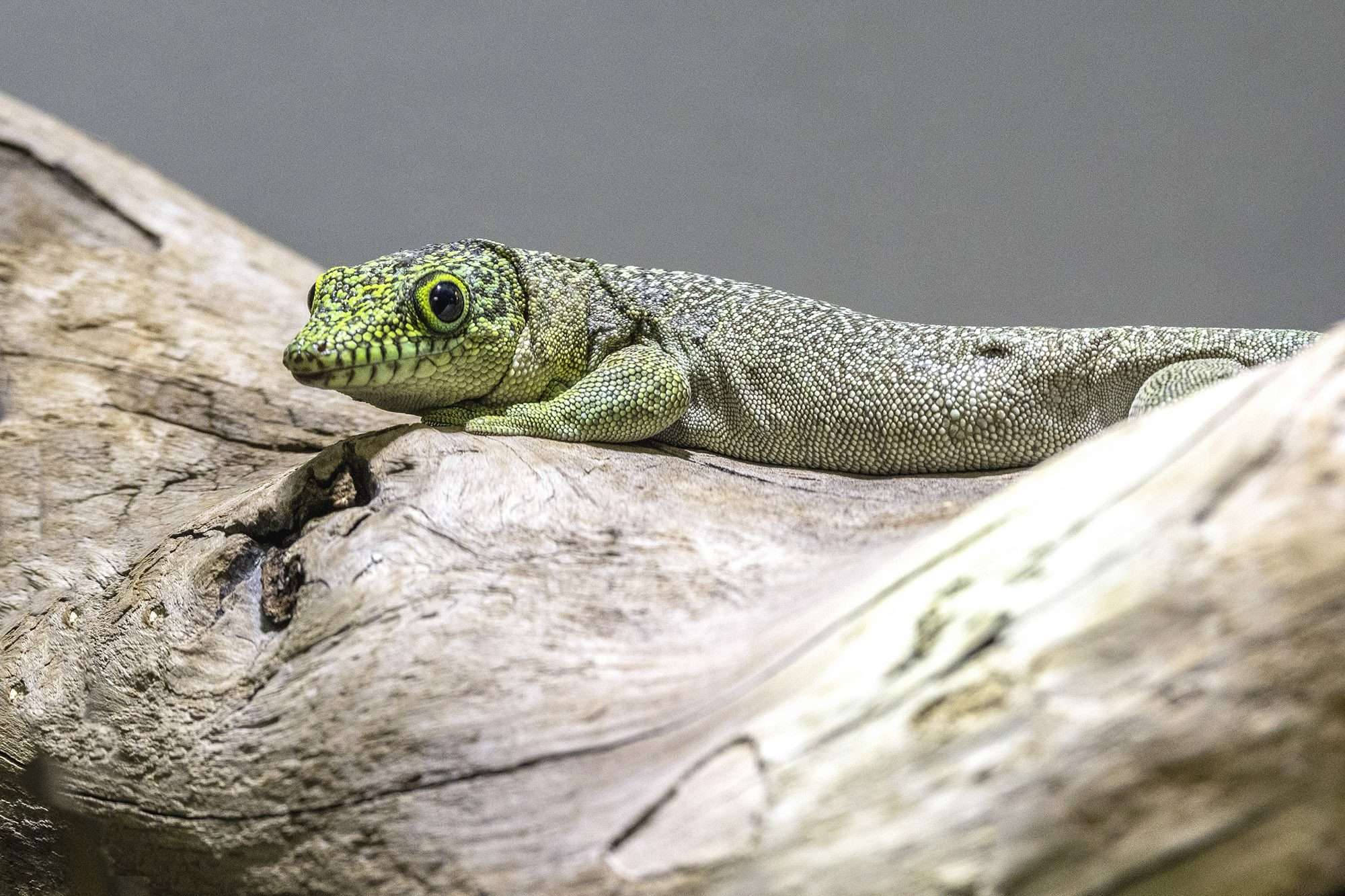 Read more about the article Swiss Zoo Welcomes Two Protected Gecko Species To Mark International Day For Biological Diversity