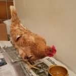 Hen Lays Thank You Egg For Cops After Night In Protective Custody