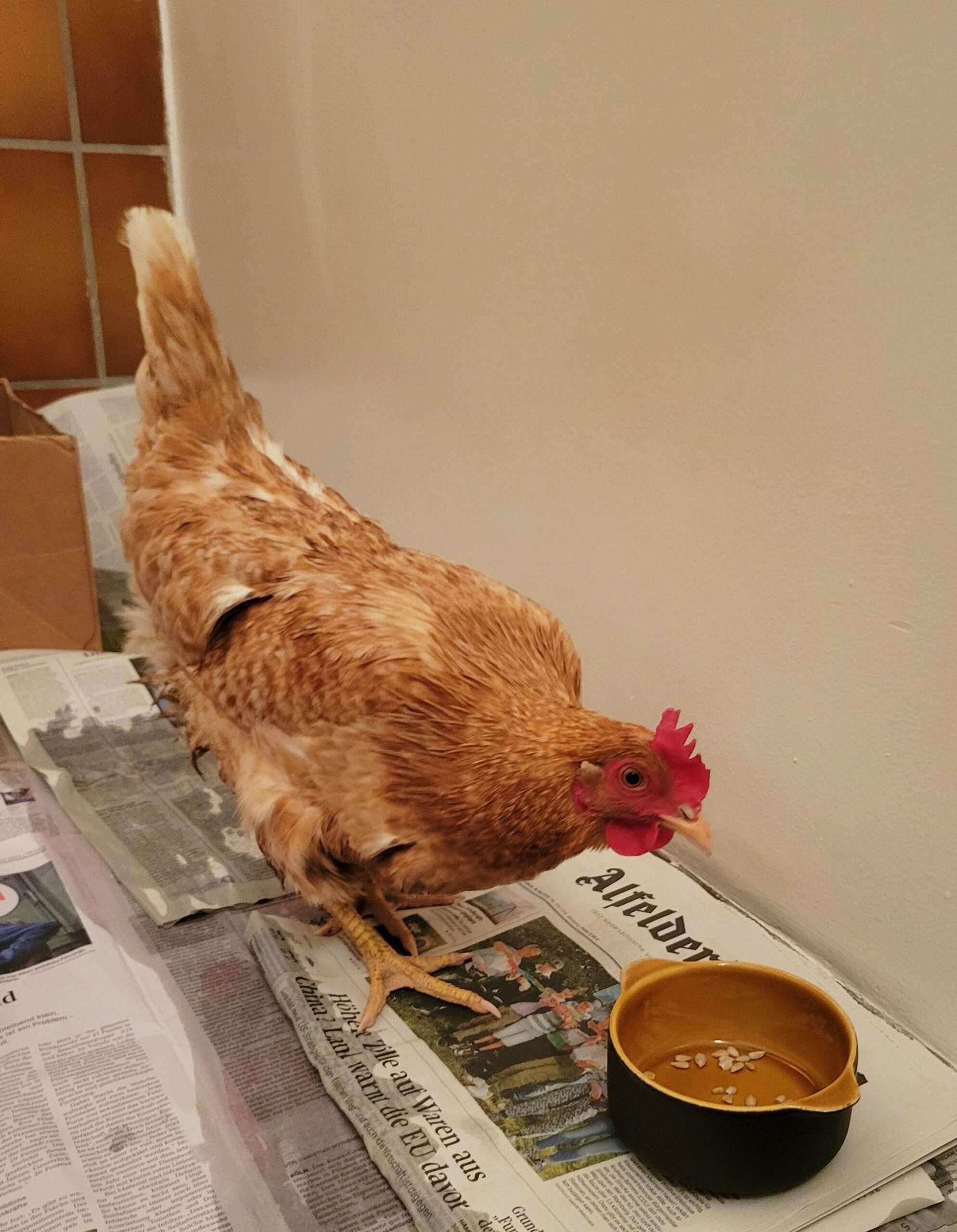 Read more about the article Hen Lays Thank You Egg For Cops After Night In Protective Custody
