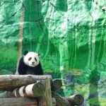Adorable Giant Panda Cub Explores Her Enclosure