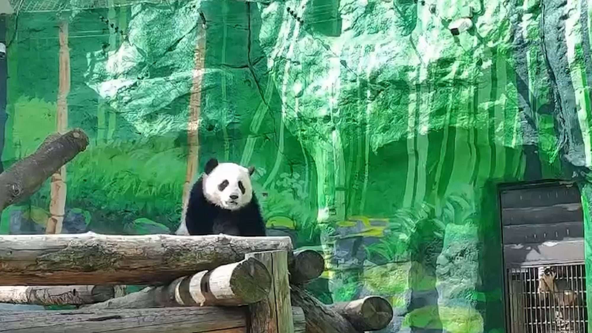 Read more about the article Adorable Giant Panda Cub Explores Her Enclosure