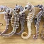 Animal Traffcker Caught With 20 Pregnant Seahorses Dead In Suitcase