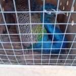 Fury As Russian Zoo Sends Peacocks To Ukraine Frontline To Cheer Up…