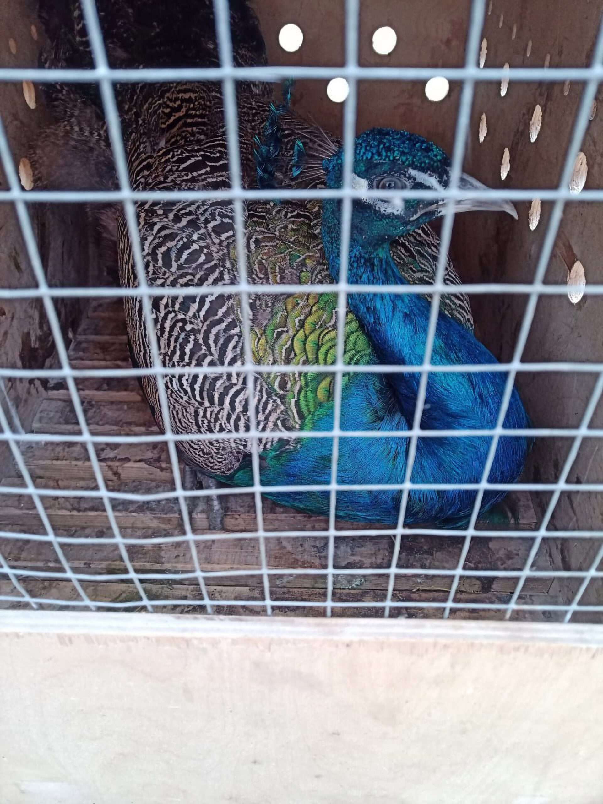 Read more about the article Fury As Russian Zoo Sends Peacocks To Ukraine Frontline To Cheer Up Troops
