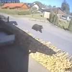 Hungry Bear Chases Woman Dog Walker Down Suburban Lane