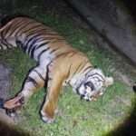 Rare Malayan Tiger Killed By Car Crossing Dual Carriageway