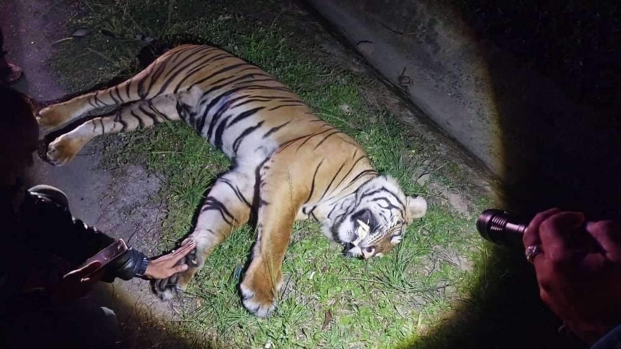 Read more about the article Rare Malayan Tiger Killed By Car Crossing Dual Carriageway