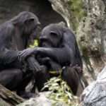 Mourning Chimp Mum Still Carries Mummified Baby Around With Her