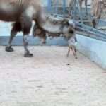 Camel Gets The Hump And Tries To Eat Bambi