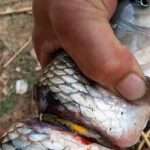 Bracelet Almost Strangles Fish After Dropping On Its Head And Remaining Stuck…