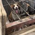 Owner Frees Caged Pet At Home Of Dog Butcher