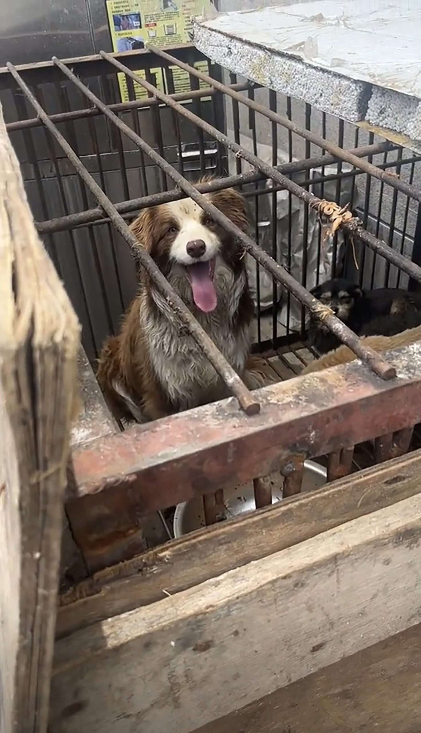 Read more about the article Owner Frees Caged Pet At Home Of Dog Butcher