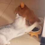 Playful Pup Learns Cat Friend Is Not Prepared To Share Food