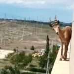 Incredulous Cops Find Mountain Goat On Fifth Floor Ledge