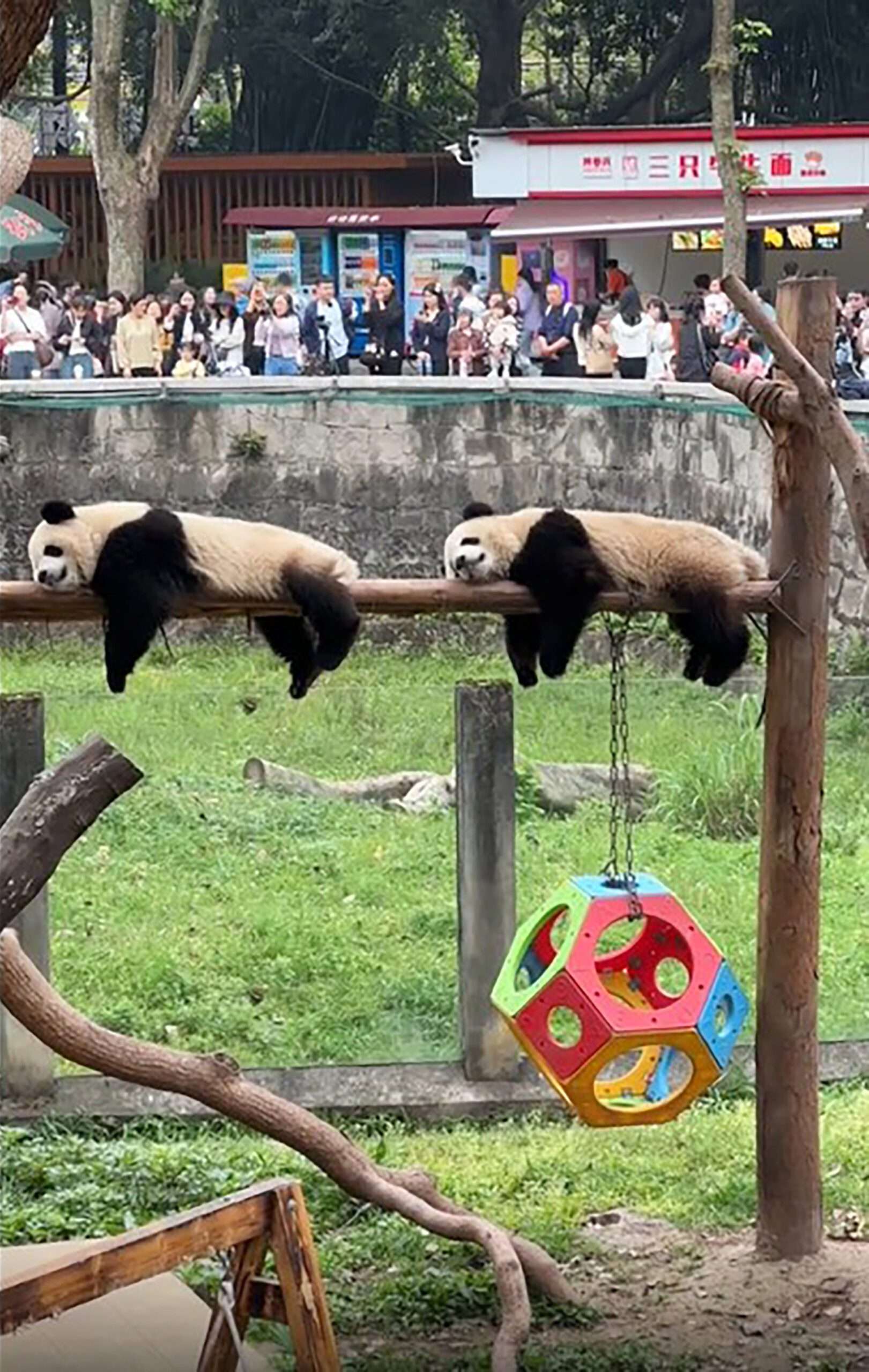 Read more about the article Cute Pandas Look Like Copy Paste Images Of Each Other As They Doze on Pole