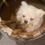 Woman Finds Missing Pet Dog In Barrel Of Soya Sauce After It…