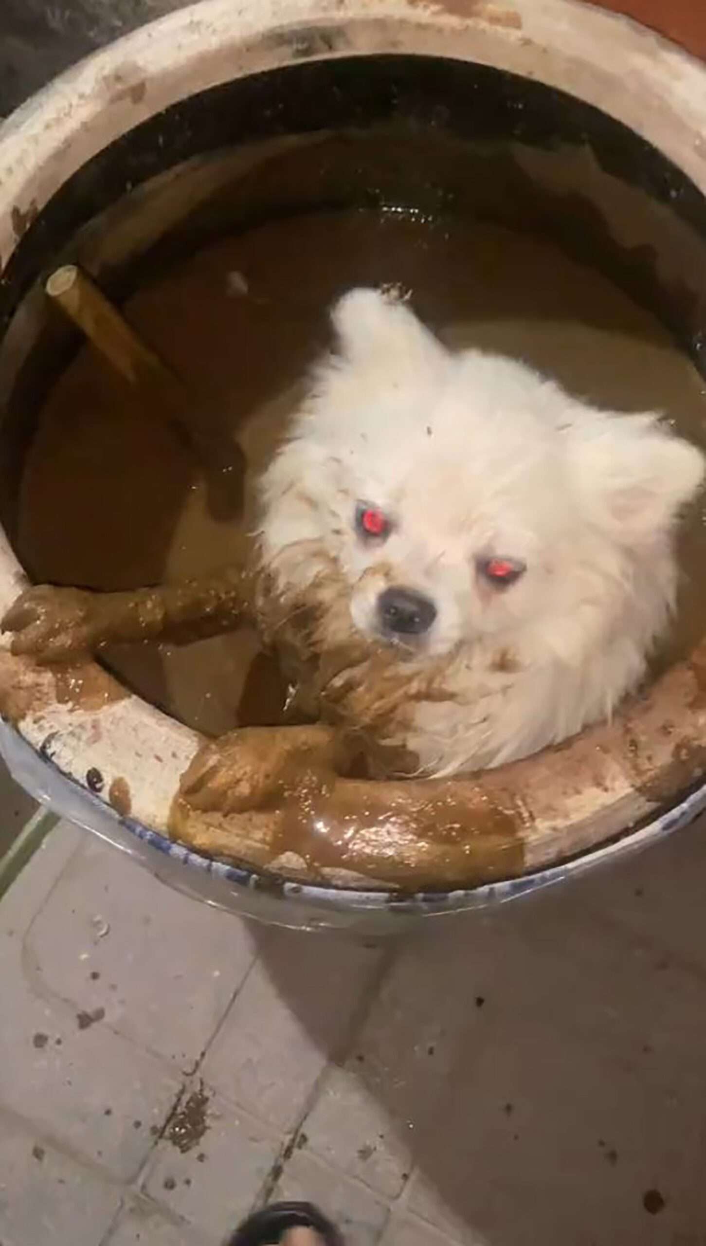 Read more about the article Woman Finds Missing Pet Dog In Barrel Of Soya Sauce After It Fell In