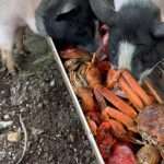 Coastal Farmer Raises Eyebrows With Fresh Lobster And Crab Diet For Pigs