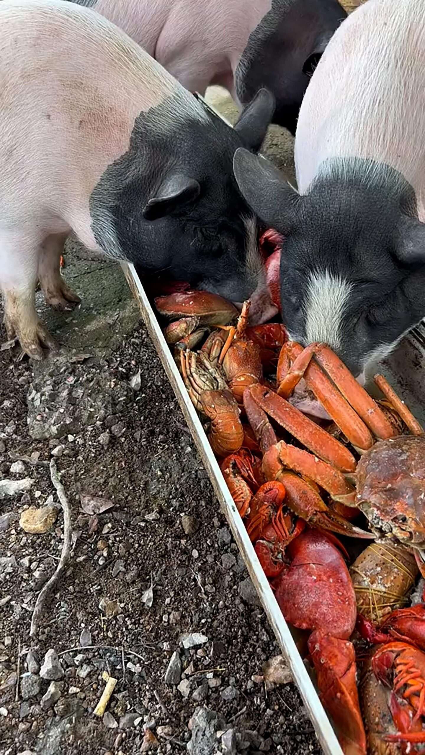 Read more about the article Coastal Farmer Raises Eyebrows With Fresh Lobster And Crab Diet For Pigs