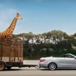  Giraffe Almost Loses Its Head In Low Bridge Mishap