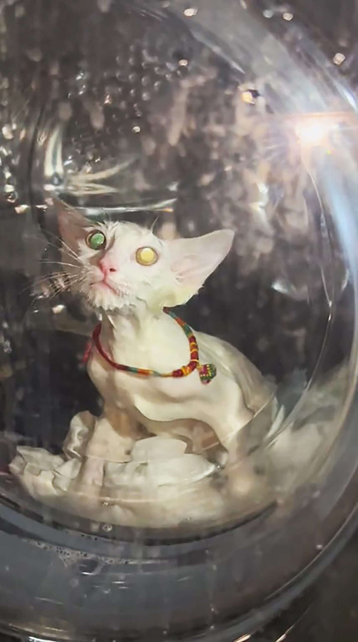 Read more about the article Drowning Cat Rescued Alive From Washing Machine