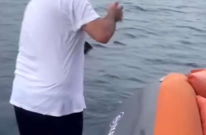 Moment Baby Shark Flips Itself To Safety From Men Fishing From Boat