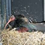 Experts Use GPS To Track Rare Wild Ibises And Trace Their Poachers