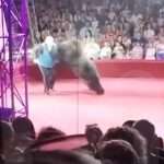 Humiliated Circus Rollerskating Bruin Attacks Trainer