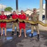 Giant Anaconda That Survived Machete Attack Brings Traffic To Standstill
