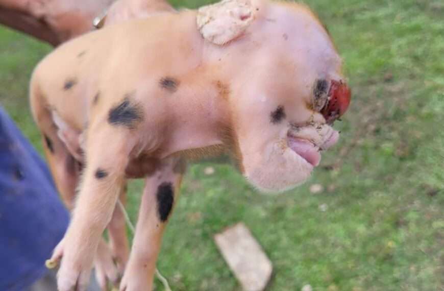 Piglet With Alien-Like Appearance Puzzles Farmers With Deformed Face