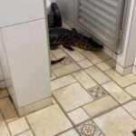 Baby Alligator Found In Hotel Loo