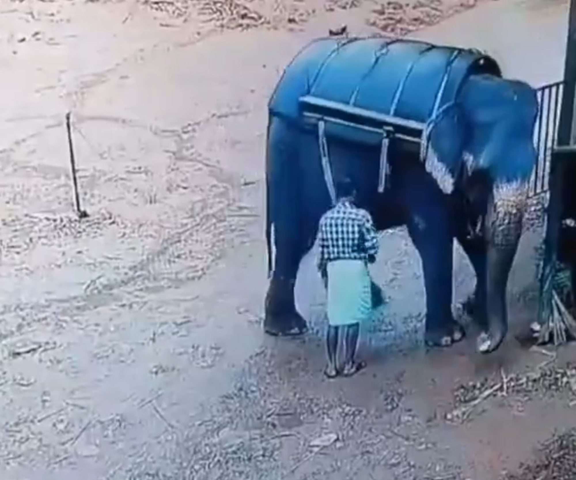 Read more about the article Tourist Elephant Tramples Trainer To Death As Passengers Wait For Ride