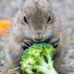 Adorable Prairie Dog Babies Tussle As They Go On Show