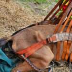 Starving Horse Being Nursed Back To Health