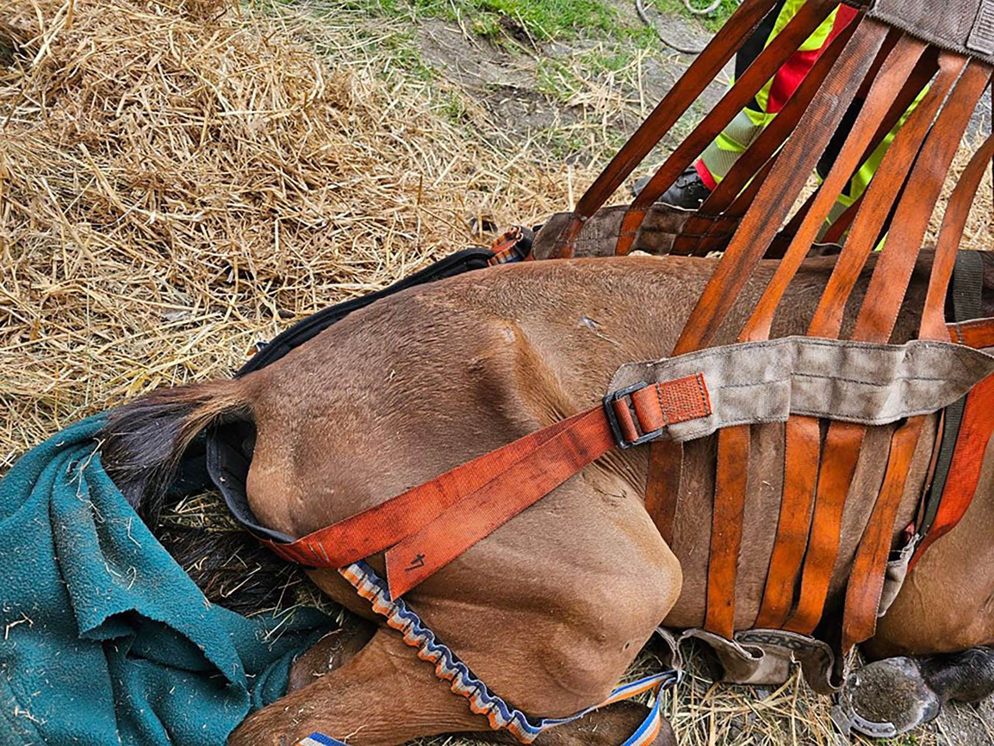 Read more about the article Starving Horse Being Nursed Back To Health