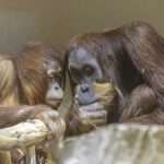 Stud Sumatran Orangutan Given Six-Female Harem To Help Save Species