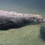 Rare Otter Gets Danish Girlfriend After Her Arrival in Switzerland