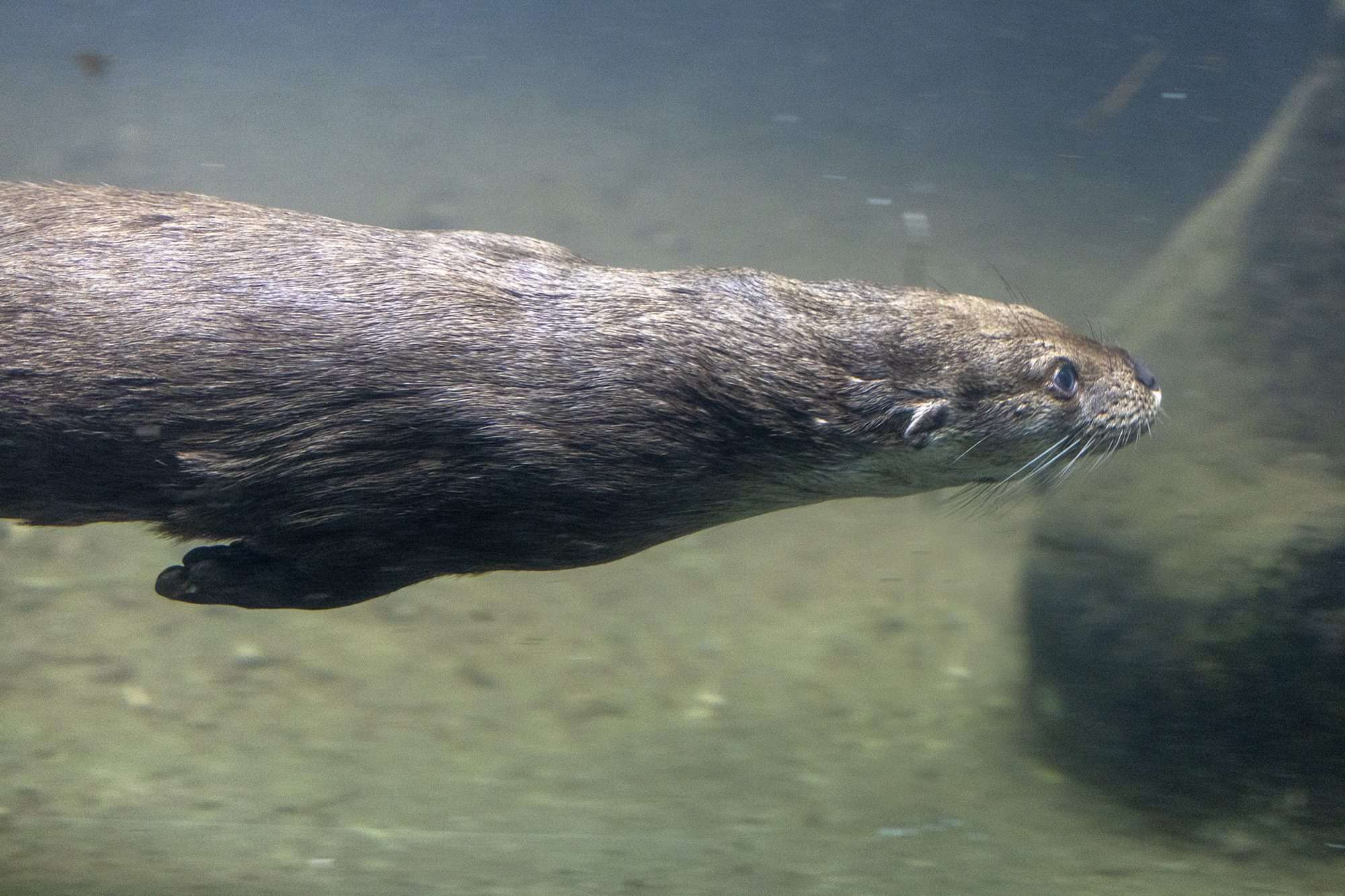 Read more about the article Rare Otter Gets Danish Girlfriend After Her Arrival in Switzerland