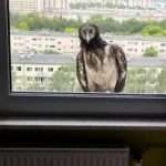 Lost Vulture Drops In At Tower Block Apartment