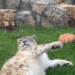 Rare Snow Leopard Basks In Lazy Sun-Drenched Day, Curling Up In The…