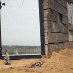 Lovestruck Male Hoopoe Woos Its Own Mirror Reflection With Worm Mistaking It…