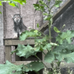 Adorable Pallas’s Cat Curiously Sniffs Birthday Gift Left By Zookeeper