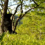 Hilarious Himalayan Bear Scratches That Itch You Just Can Not Reach