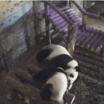 Adorable Panda Cub That Can’t Sleep Annoys Sleepy Mum Instead