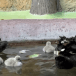 Graceful Black Swan Parents Having A Salad Lunch With Their Newborn Hatchlings