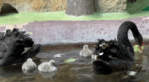 Read more about the article Graceful Black Swan Parents Having A Salad Lunch With Their Newborn Hatchlings