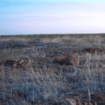 Quick And Nimble Family Of Steppe Ferrets Make Themselves At Home In…