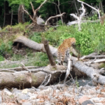 Graceful Amur Leopard That Does Not Want To Get Wet